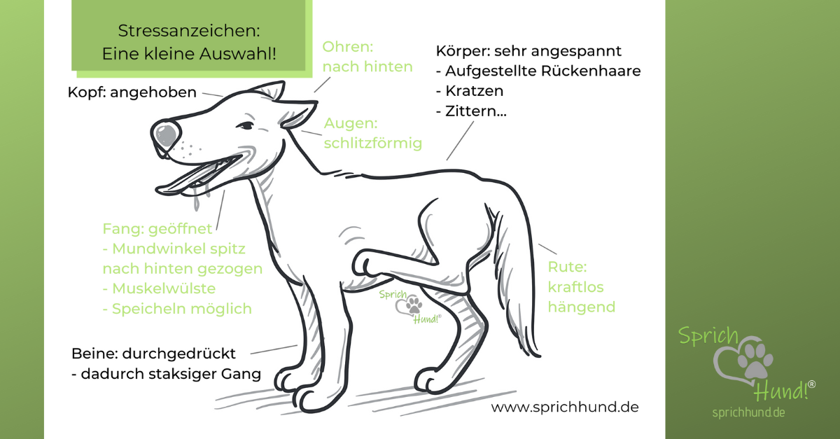 Schmerzen Beim Hund Sprich Hund