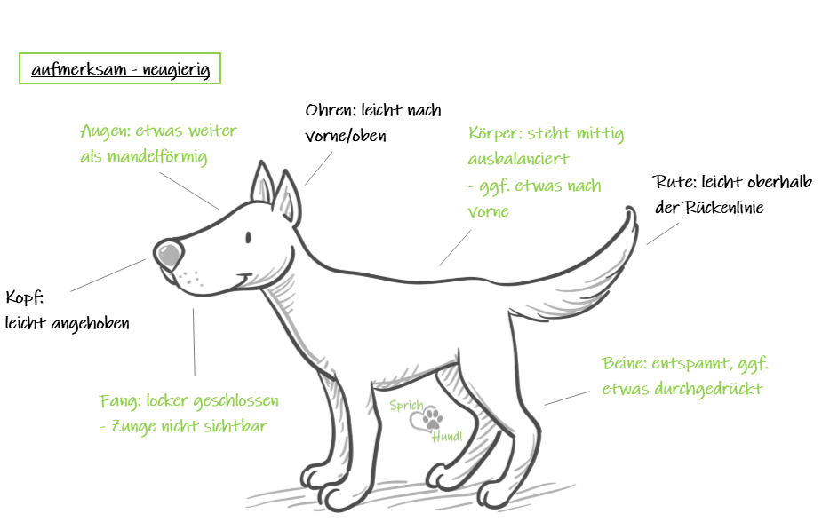 Körpersprache Der Hunde
