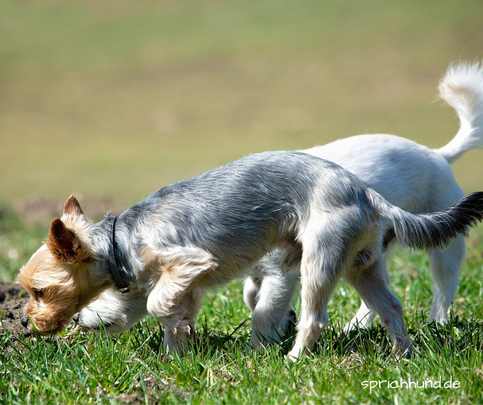 Markierungsverhalten bei Hunden Sprich Hund!