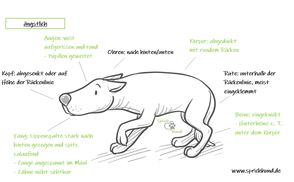 Körpersprache ängstlich