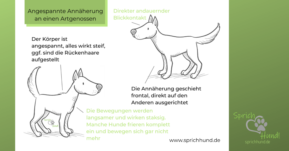 Körpersprache Hund – Hundesprache sehen und verstehen! - Sprich Hund!