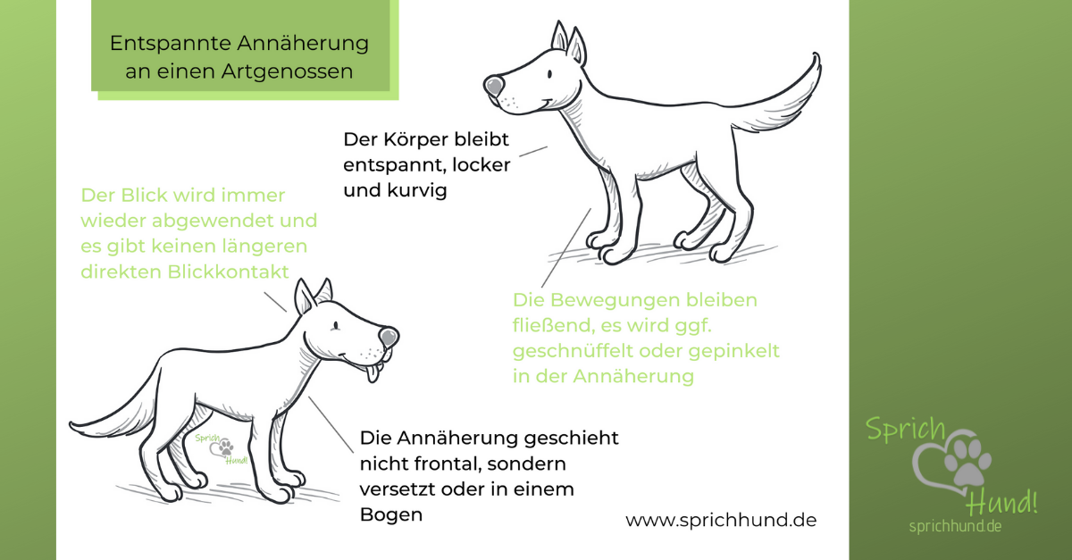 Körpersprache Hund – Hundesprache Sehen Und Verstehen! – Sprich Hund!