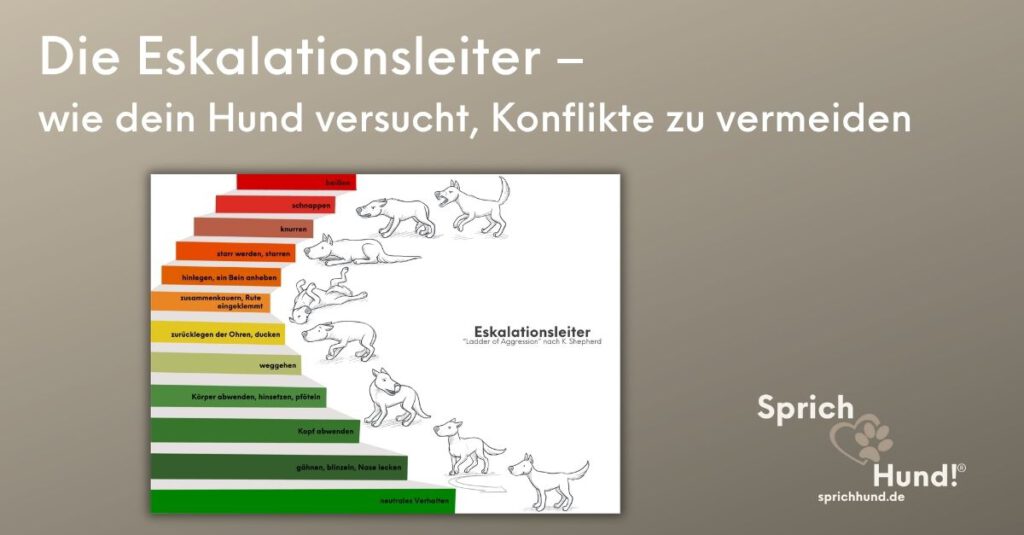 Eskalationsleiter Hund – Stufen von entspannt bis Beißen als Grafik