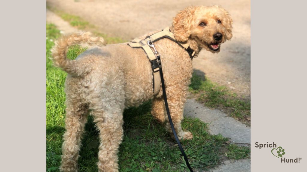 Futtersuche mit Hund - Beschäftigung, die die Bindung stärkt