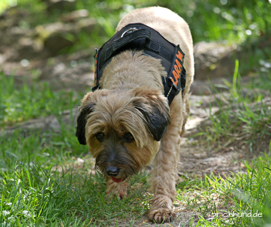 FUTTERSUCHE Sprich Hund!