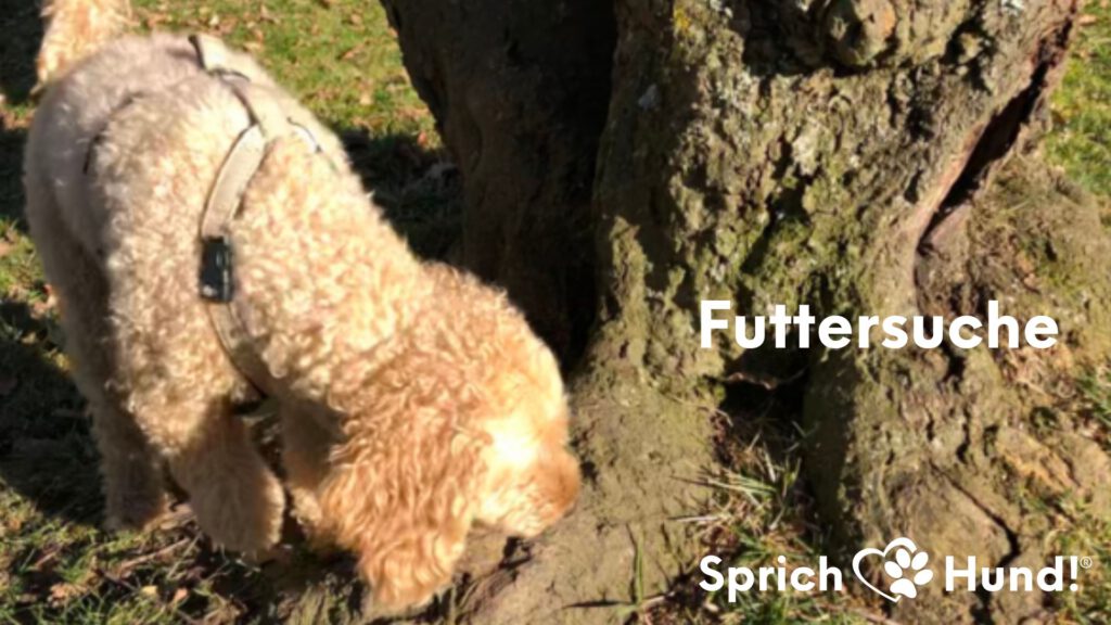 Futtersuche mit Hund - eine bedürfnisorientierte Beschäftigung
