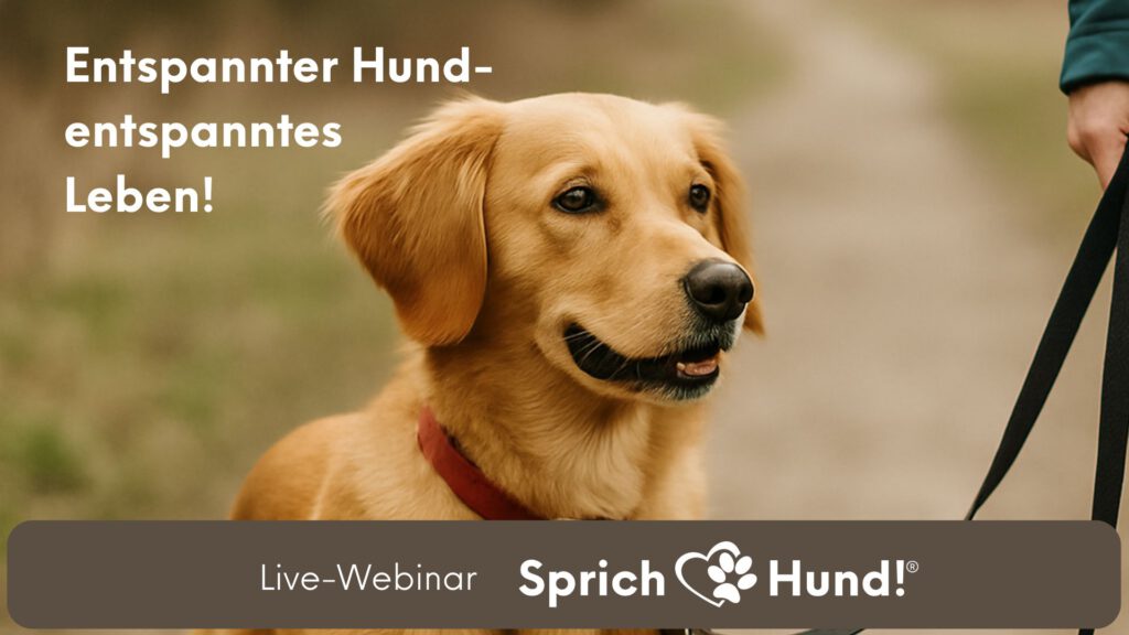 Hundetraining - Webinar - entspannter Hund - nicht mehr gestresst - entspanntes Leben