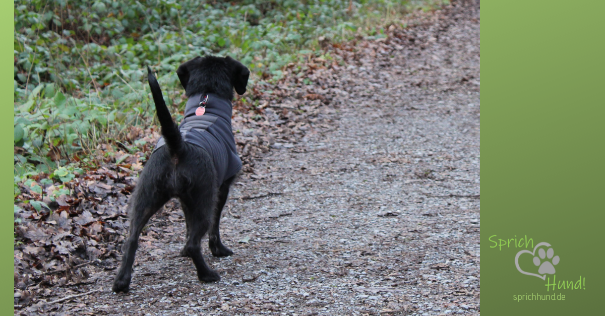 JAGDVERHALTEN – Sprich Hund!