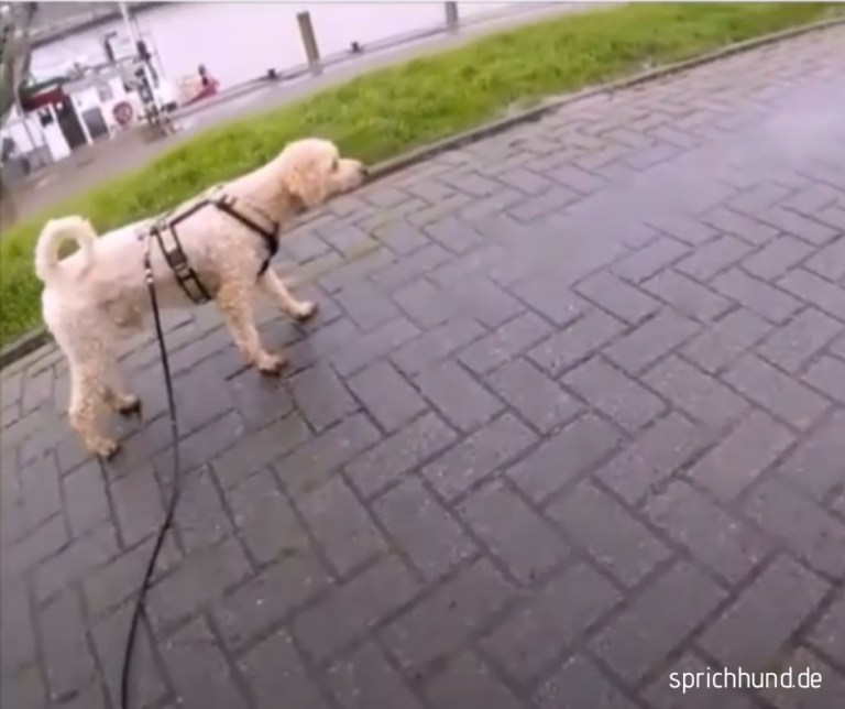 LAUERN HUNDEBEGEGNUNGEN Sprich Hund!