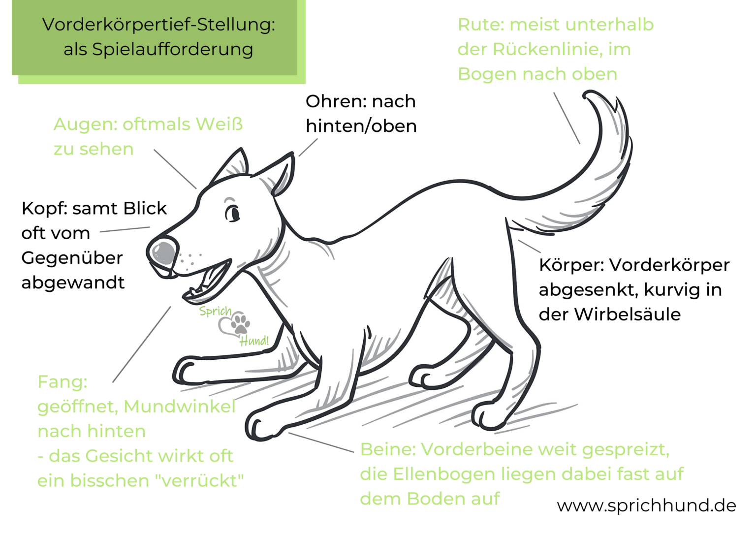 Vorderkörpertiefstellung als Spielaufforderung Sprich Hund!