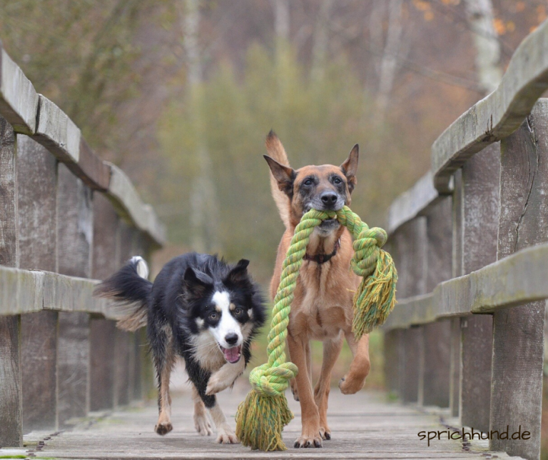 SPIELFORMEN Sprich Hund!