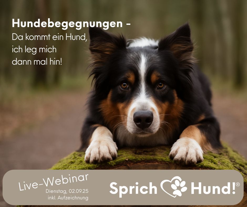 Hundebegegnungen - Hund legt sich hin