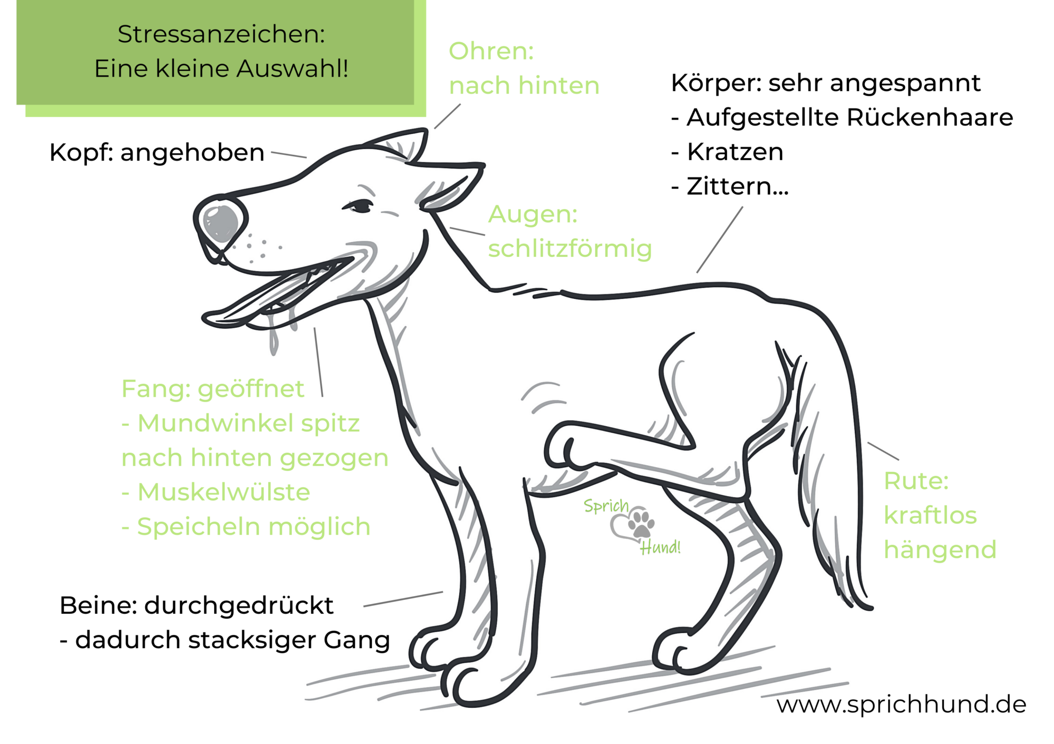 Stressanzeichen Sprich Hund!