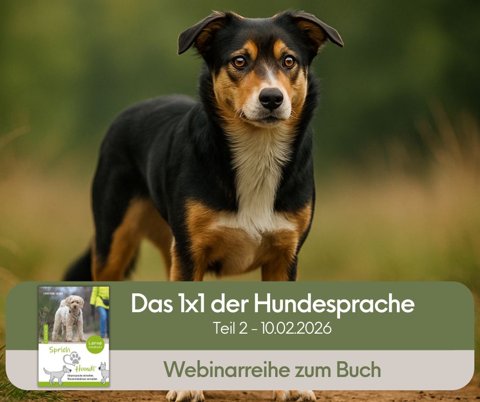Sprich Hund Webinarreihe buchen Teil 2 Stresssignale und Beschwichtigung