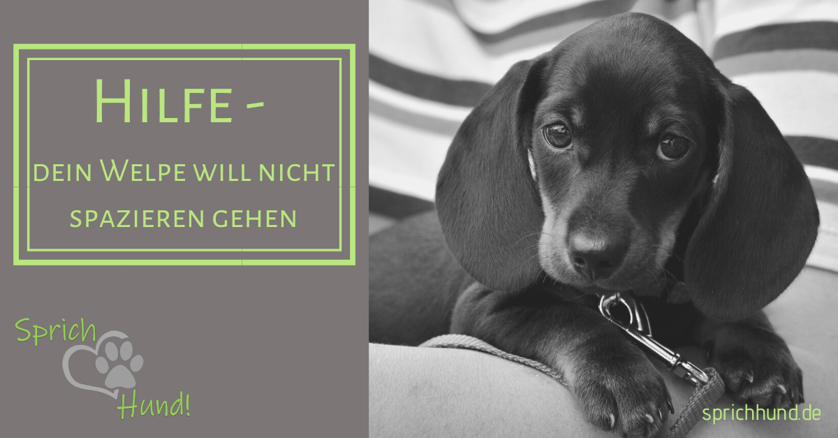 WELPENSPAZIERGANG Sprich Hund!