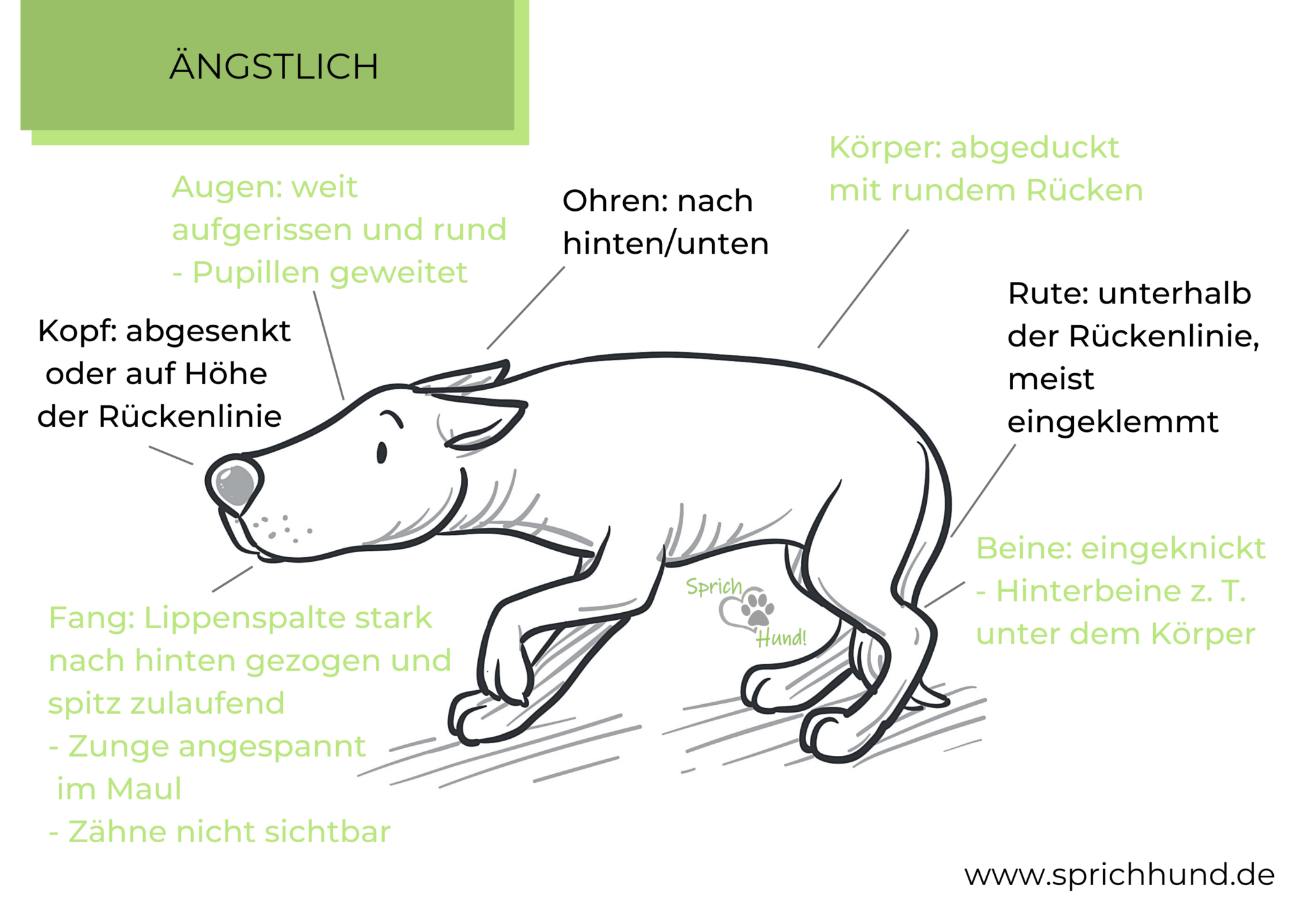 Sprich Hund!