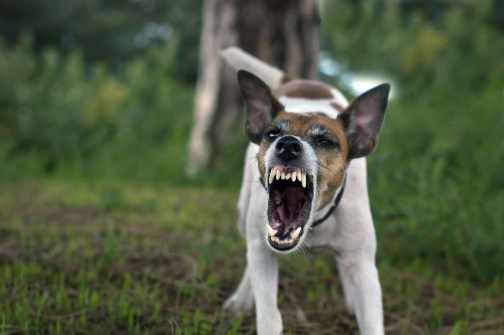 Hundebegegnungen verstehen und verändern - dein Einstieg ins entspannte Miteinander